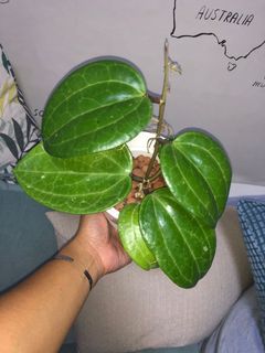 （分類：）位於 。 由 bluelaine 提交（商品編號 1026698967，圖片 1）。簡介： 。