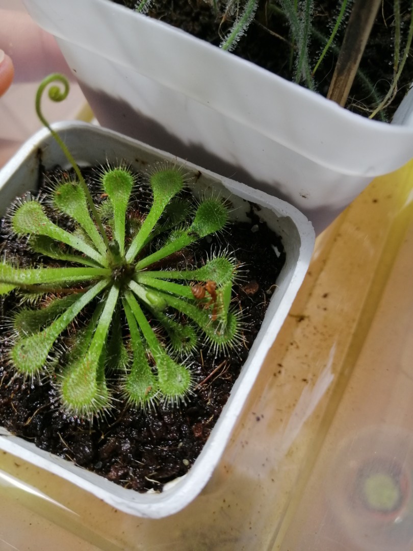 Insect killer plant seeds (Sundew seeds)