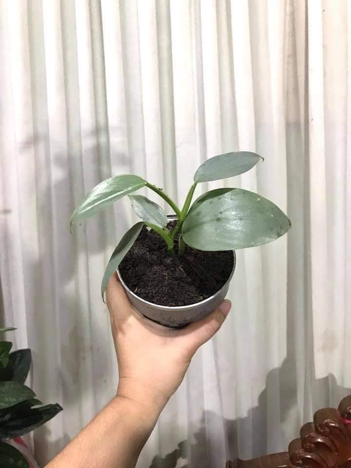 Philodendron Silver Sword Furniture Home Living Gardening Plants Seeds On Carousell