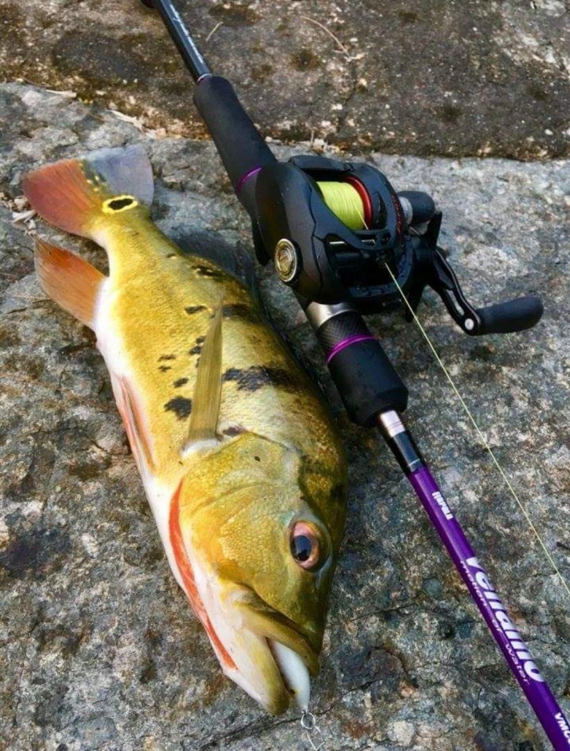 Rapala vellamo rod Clearance