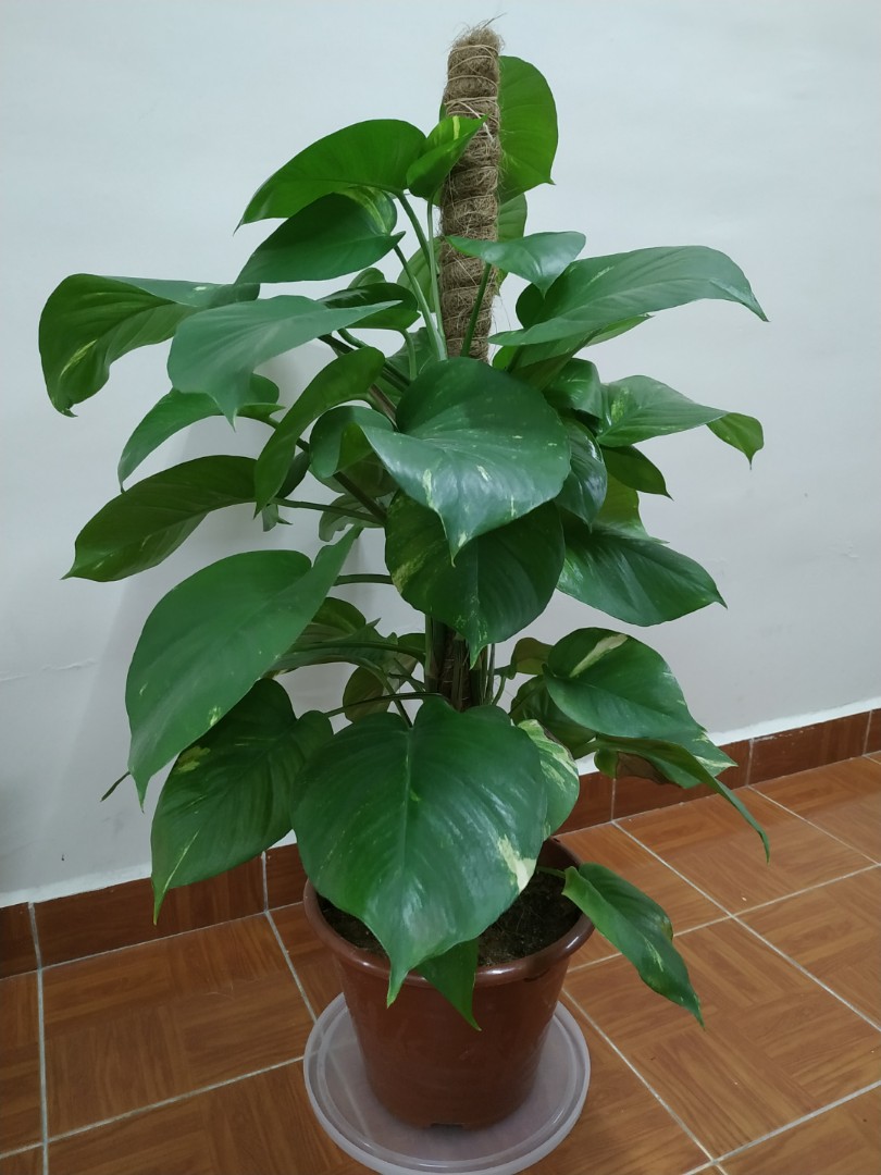 Real Money Plant Big Size 100cm Home Furniture Gardening On Carousell