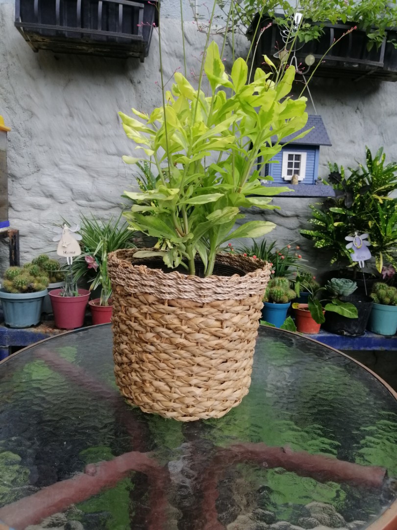 Small Native Planters Basket Approx 7 X7 Gardening Garden Tools Supplies On Carousell