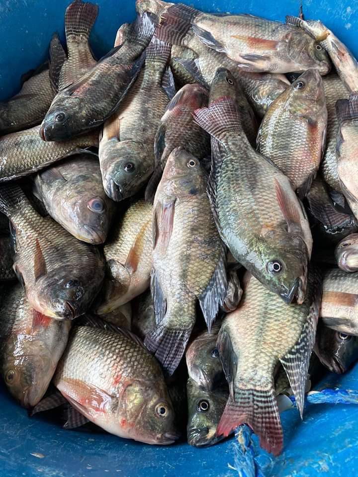 Tilapia and Bangus on Carousell