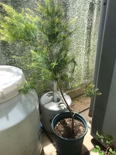 （分類：）位於 。 由 g_garden 提交（商品編號 1026758569，圖片 1）。簡介： 。