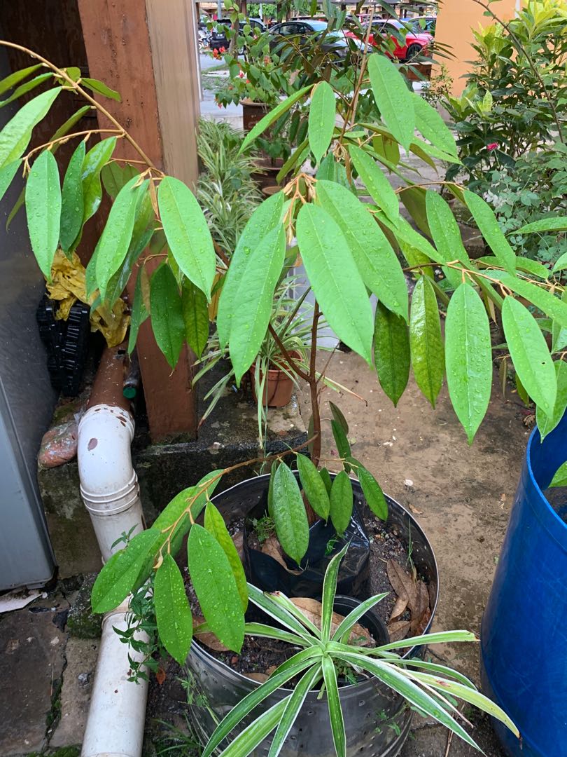 Anak Pokok Durian Duri Hitam Home Furniture Gardening On Carousell