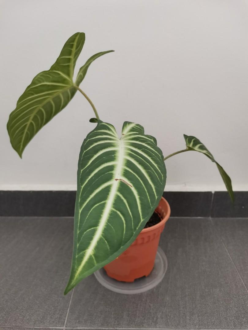 Caladium / Angel Wing / Xanthosoma lindenii / House plant, Furniture