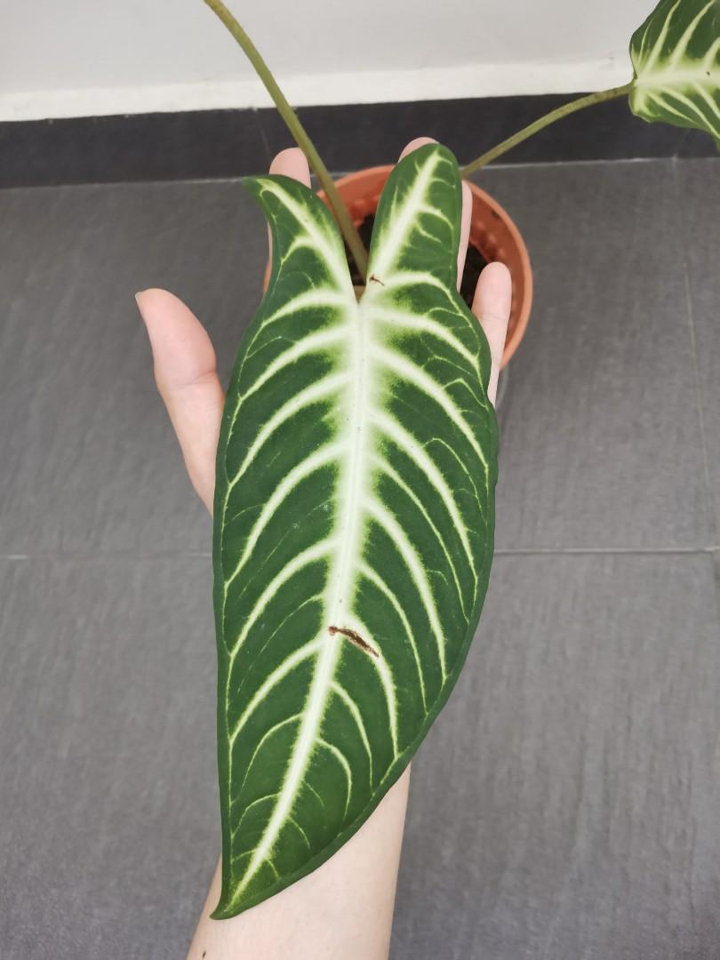 Caladium / Angel Wing / Xanthosoma lindenii / House plant, Furniture