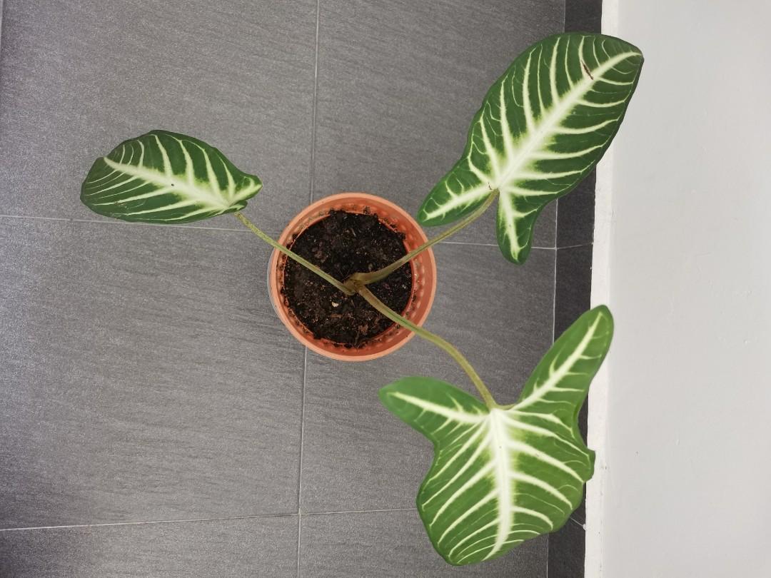 Caladium / Angel Wing / Xanthosoma lindenii / House plant, Furniture