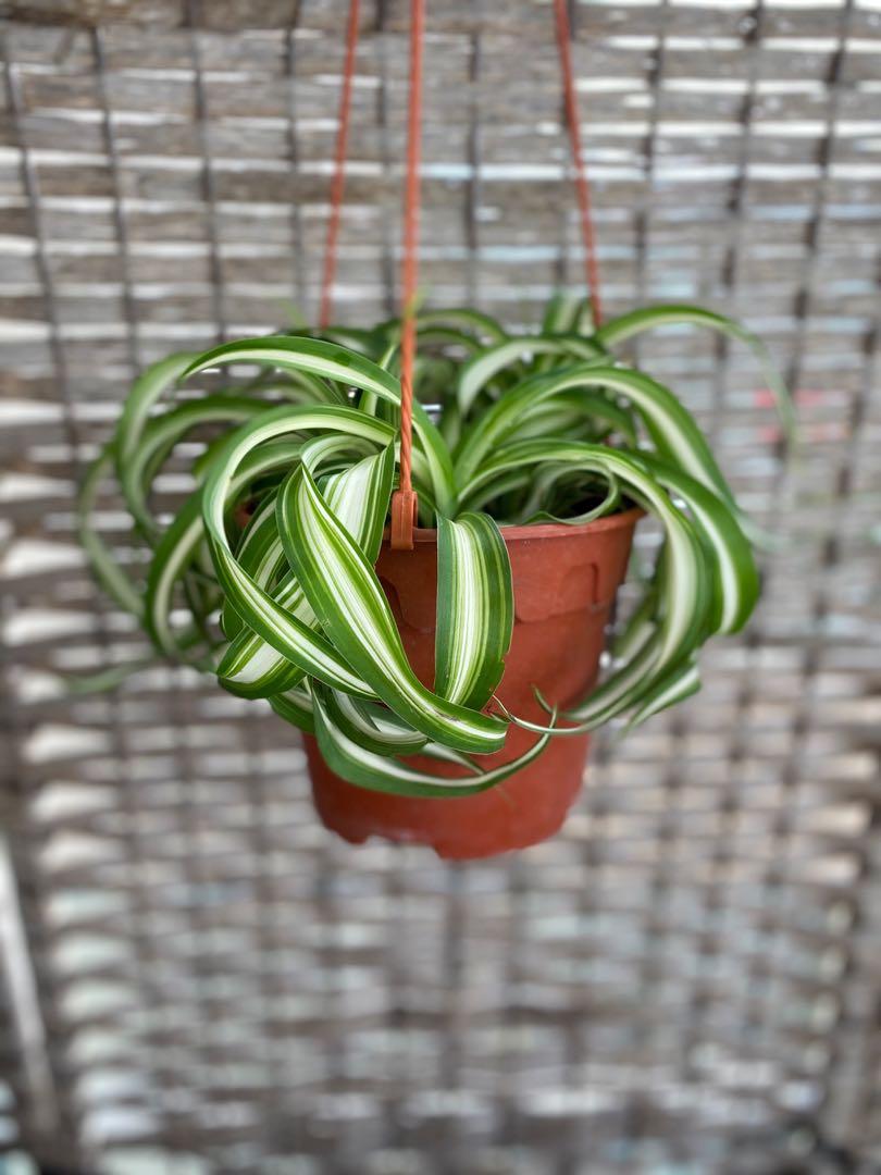 Chlorophytum Comosum Curly Spider Plant Furniture Home Living Gardening Plants Seeds On Carousell