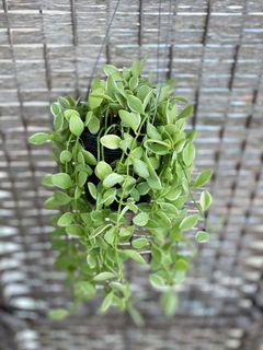 (Category: ) located in . Submitted by nimaste (Listing ID 1026789019, Image 1). Description: .