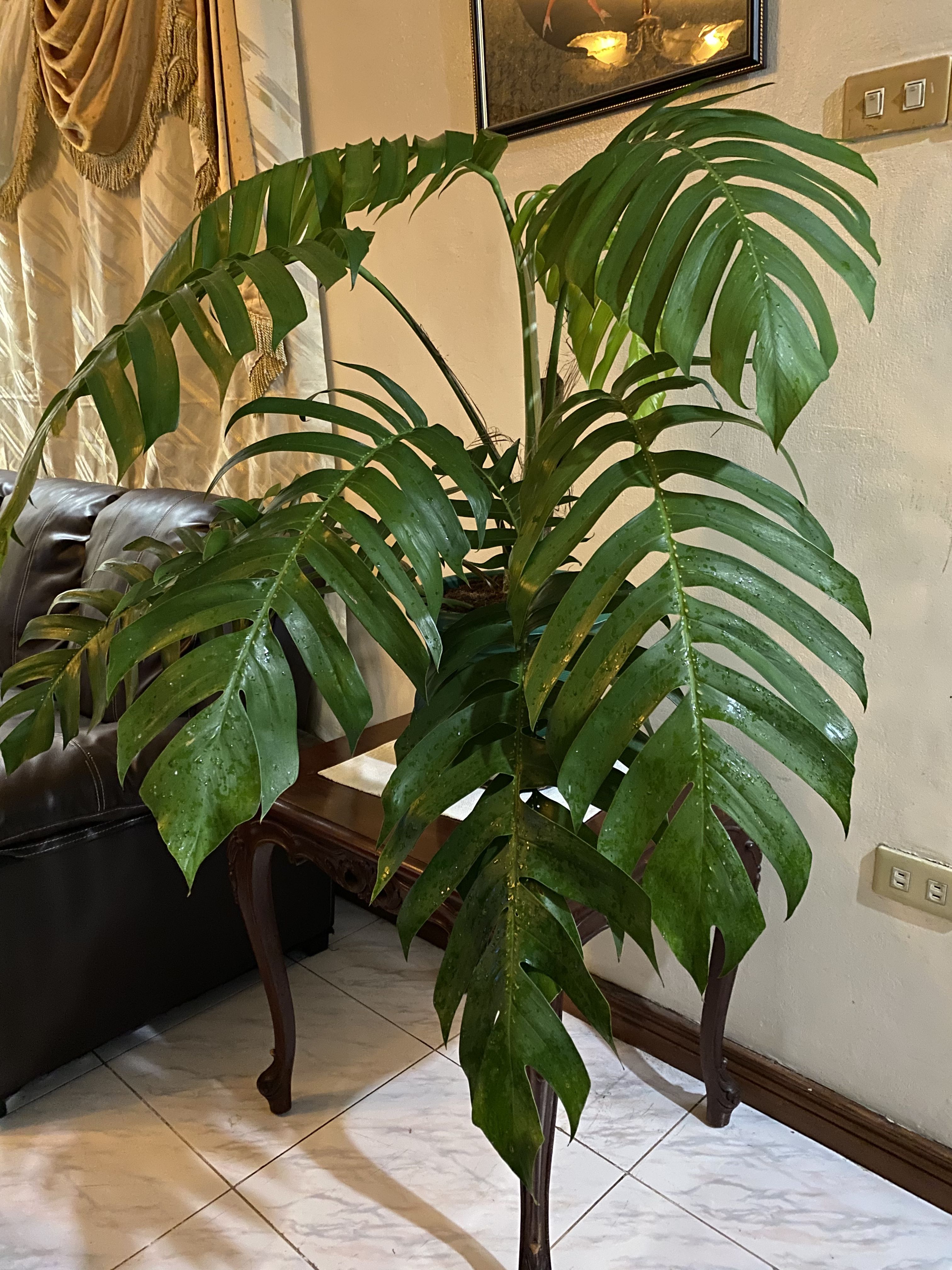 Dragon tail plant Epipremnum pinnatum, Furniture & Home Living ...