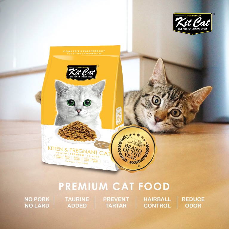 Food for pregnant cat online