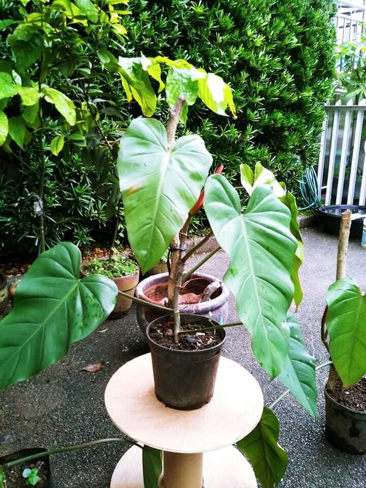 Red Emerald Philodendron, Furniture &amp; Home Living