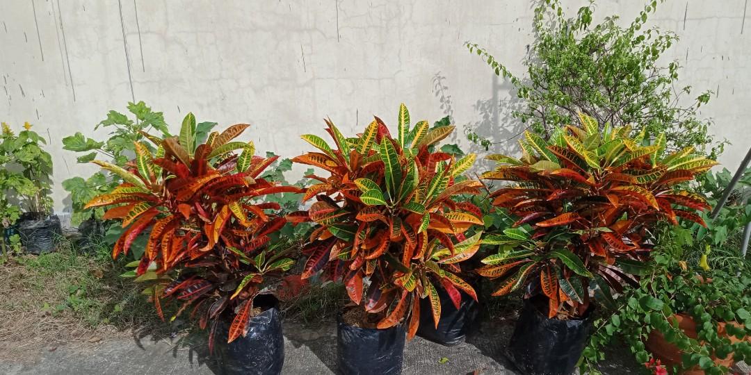 San Francisco Plants.. Outdoor plants., Furniture & Home Living