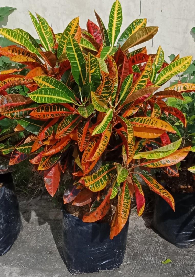 San Francisco Plants Outdoor Plants Gardening Flowers Plants On Carousell