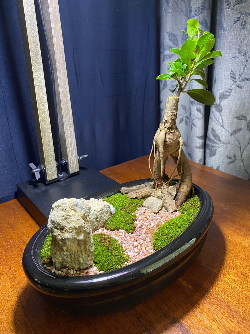 8y O Ficus Ginseng Bonsai Moss Garden Zen Garden Plants Mini Landscape Home Furniture Gardening On Carousell
