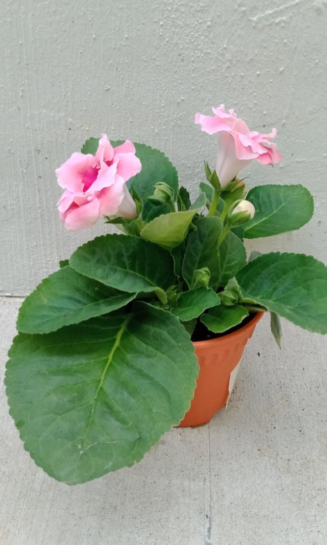 Gloxinia (Pink), Furniture & Home Living, Gardening, Plants & Seeds on  Carousell