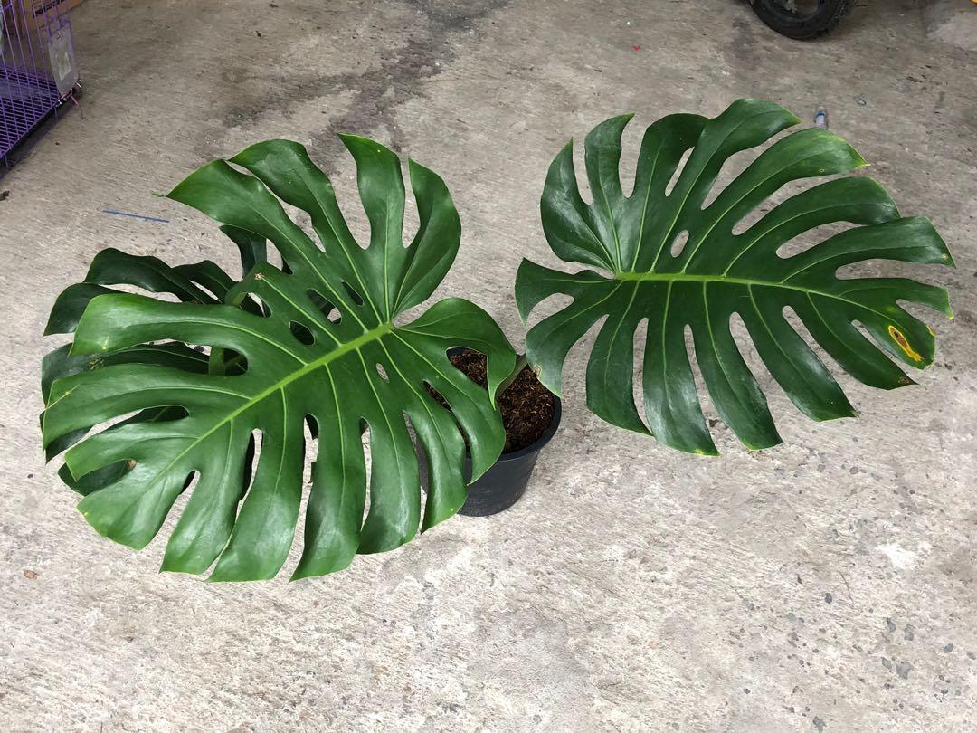 Monstera Deliciosa Gardening Flowers Plants On Carousell