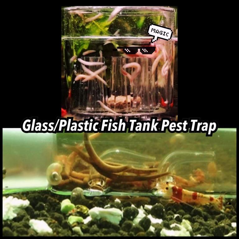 Planaria worm trap for aquarium pests worms worm round flat glass shrimp  planted fish tank, Pet Supplies, Homes & Other Pet Accessories on Carousell