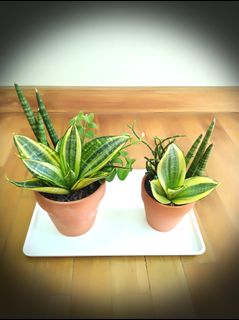 (Category: ) located in . Submitted by mygardenspace (Listing ID 1026978887, Image 1). Description: .