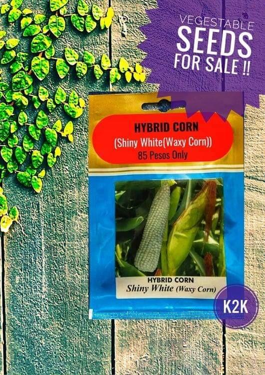 Vegetable Seeds Part 3 Gardening Feeds Supplements And Seeds On Carousell