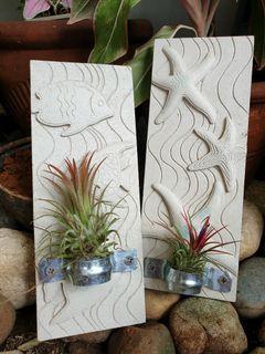 Air plant holder suited for small air plants (plants  not included)