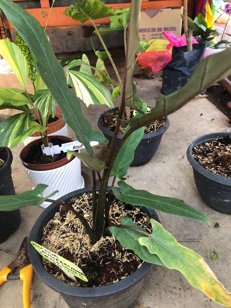 Alocasia Lauterbachiana Purple Sword Home Furniture Gardening On Carousell