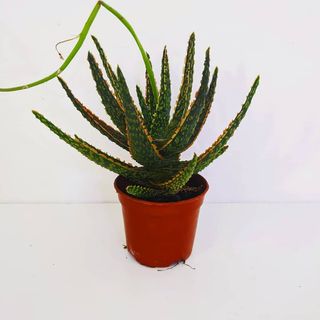 (Category: ) located in . Submitted by vivariaventures_ (Listing ID 1032491050, Image 1). Description: .