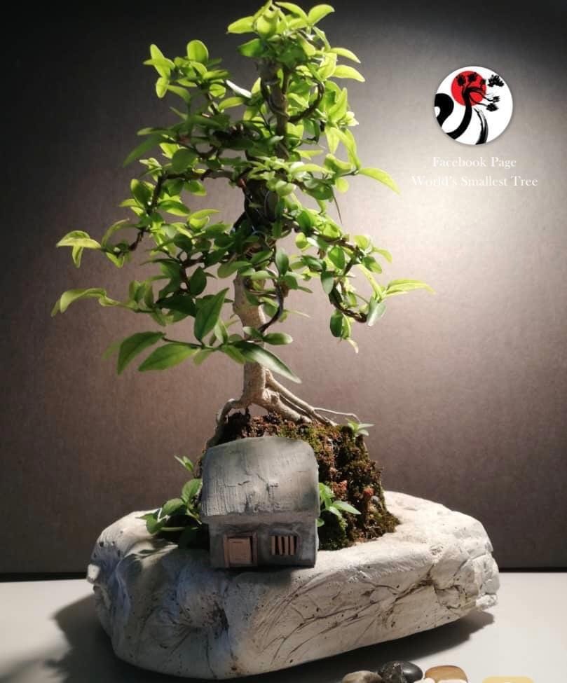 Cutie Water Jasmine Miniature Bonsai Design Craft Artwork On Carousell