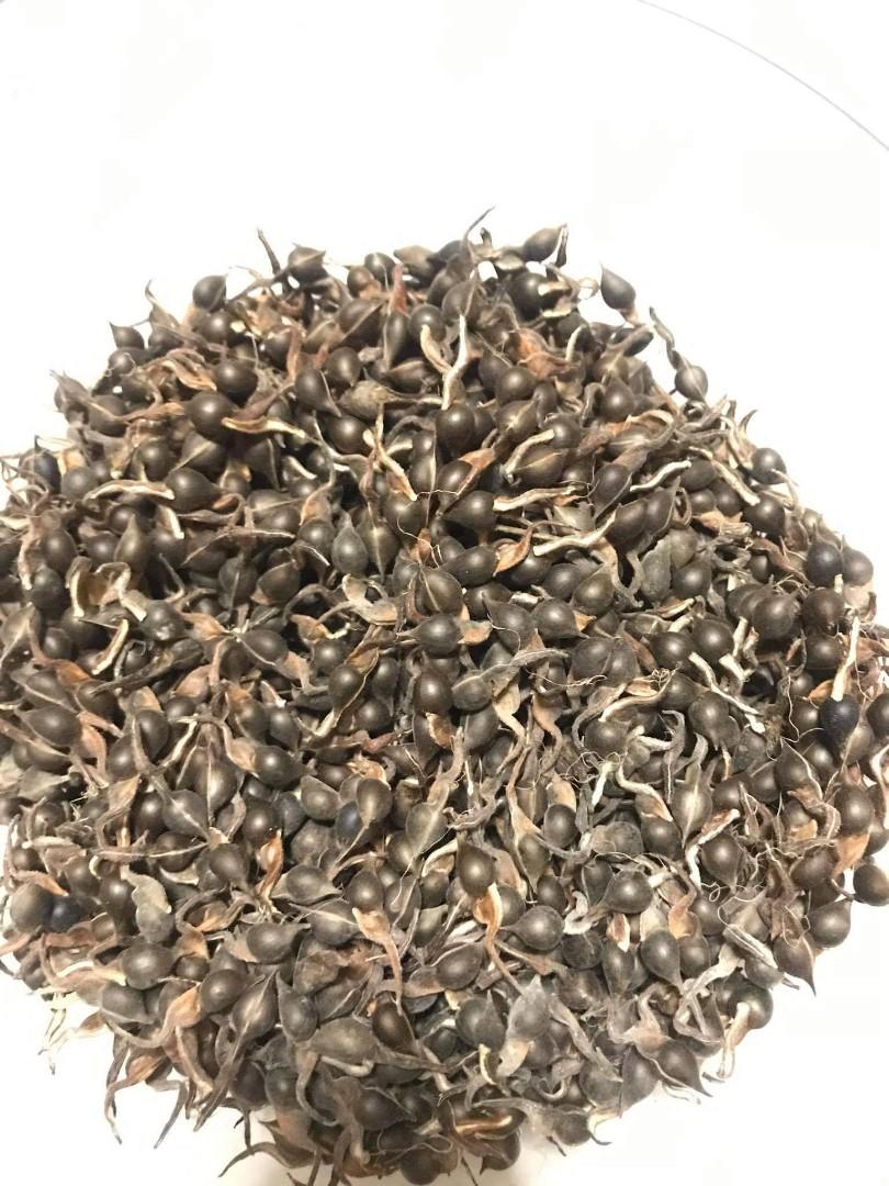 Imported Agarwood Seed For Sale On Hand Stocks Gardening Feeds Supplements And Seeds On Carousell