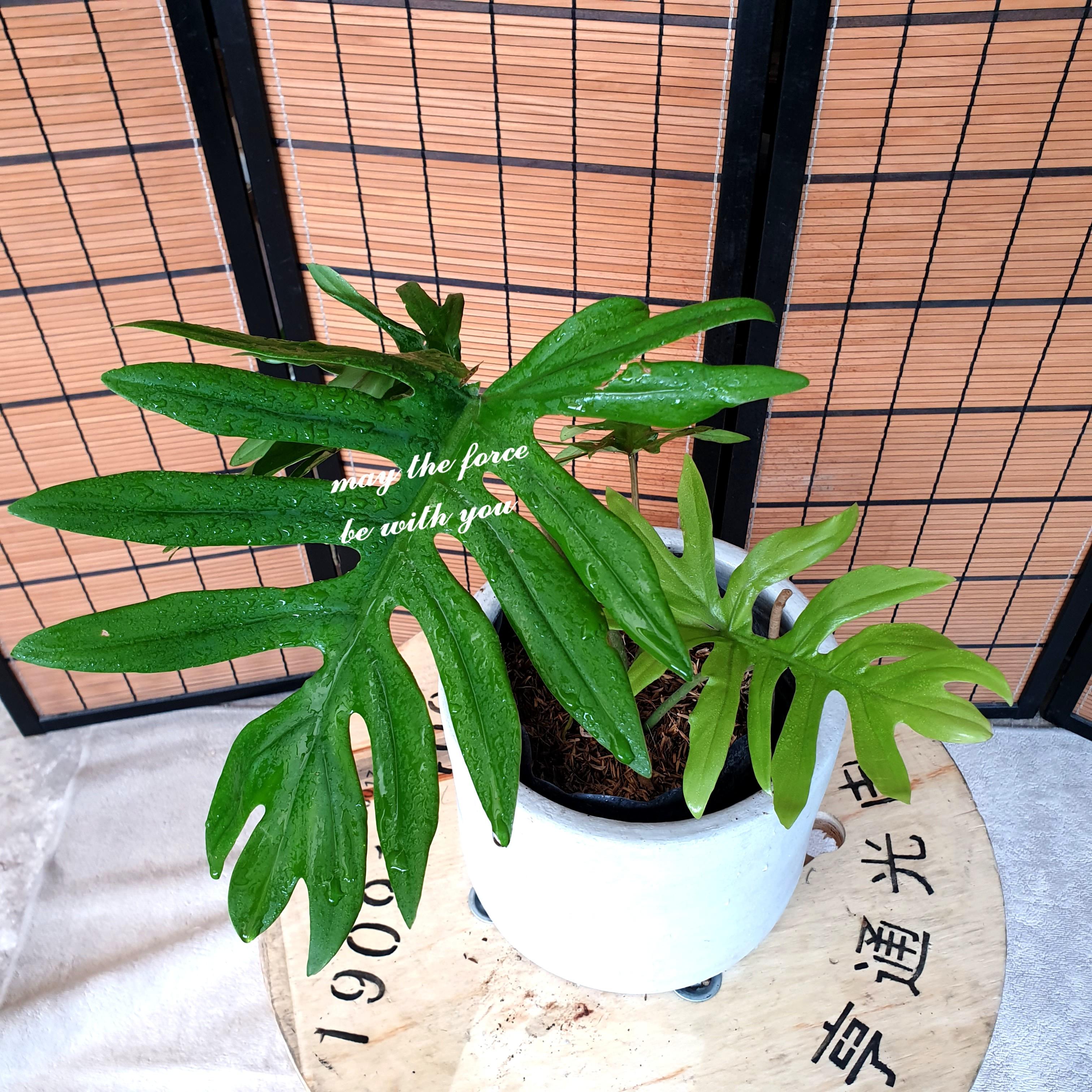 Philodendron Mayoi Gardening Flowers Plants On Carousell