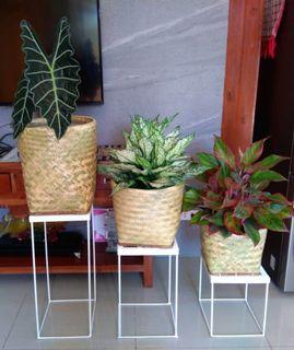 Plant baskets on hand