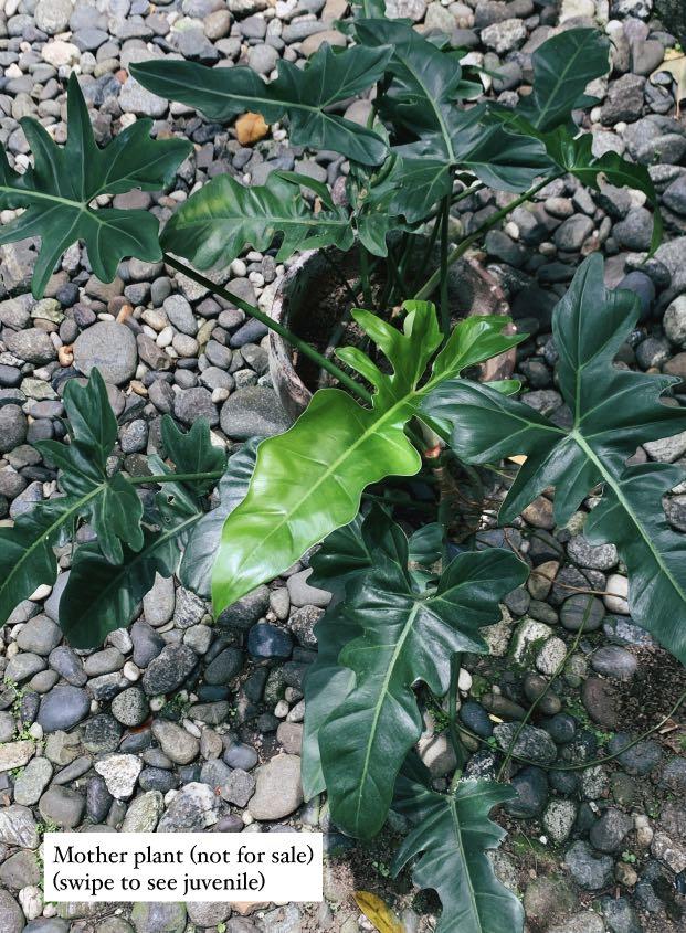 Rare Philodendron Green Dragon Juvenile Gardening Flowers Plants On Carousell