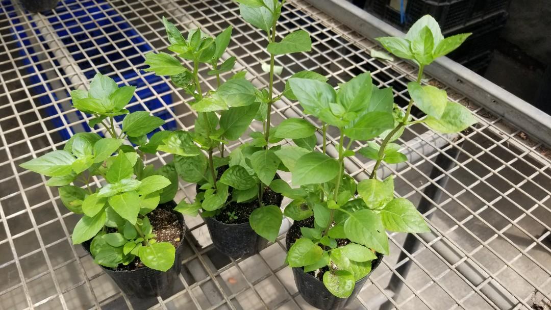 Thai Basil (Category: Plants & Seeds) located in Manila. Submitted by al.rey (Listing ID 1032373976, Image 1). Description: Payment: BDO or BPI transfer GCASH or Cash on Delivery Delivery: Shipping to be shouldered by Buyer Item's location: Don Antonio Heights, Commonwealth QC #dealsafely #inQC #inManila. #inMakati #inPasig #sideline2 Thank you for checking my items..