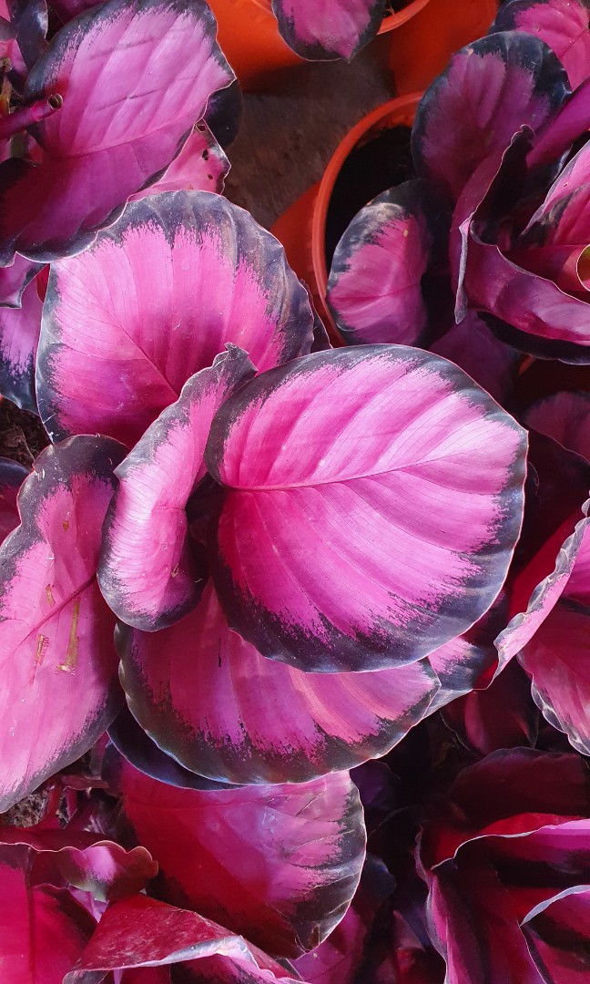 Calathea Roseopicta Surprise Star (15cm pot), Furniture & Home Living,  Gardening, Plants & Seeds on Carousell
