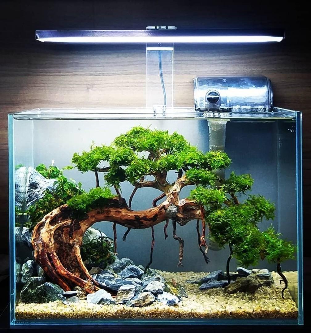 Full set aquascape bonsai, Pet Supplies, Homes & Other Pet Accessories