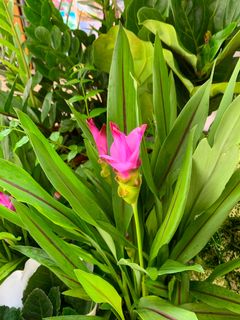 (Category: ) located in . Submitted by vijaya30 (Listing ID 1034311039, Image 1). Description: .