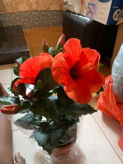 (Category: ) located in . Submitted by vijaya30 (Listing ID 1034311309, Image 1). Description: .