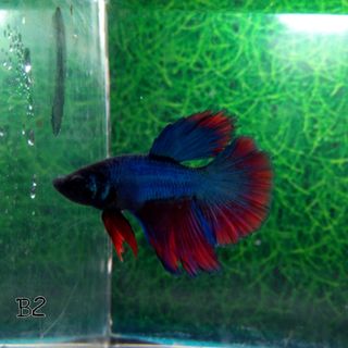 Ikan Cupang Jantan Halfmoon H5 Perlengkapan Hewan Aksesoris Hewan Di Carousell