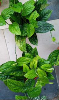 (Category: ) located in . Submitted by aedecoplant (Listing ID 1034323190, Image 1). Description: .