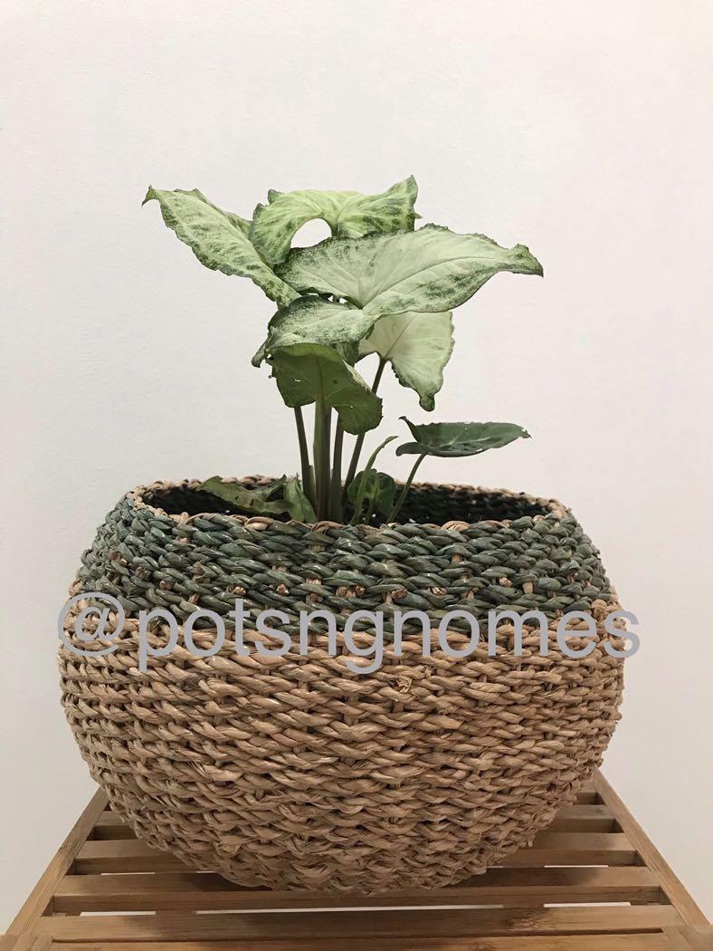 Rattan abaca Plant baskets, Furniture & Home Living, Gardening, Plants ...