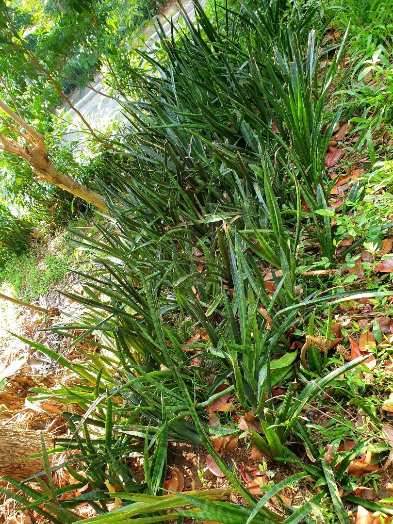 Snake plant (uprooted), Furniture & Home Living, Gardening, Plants