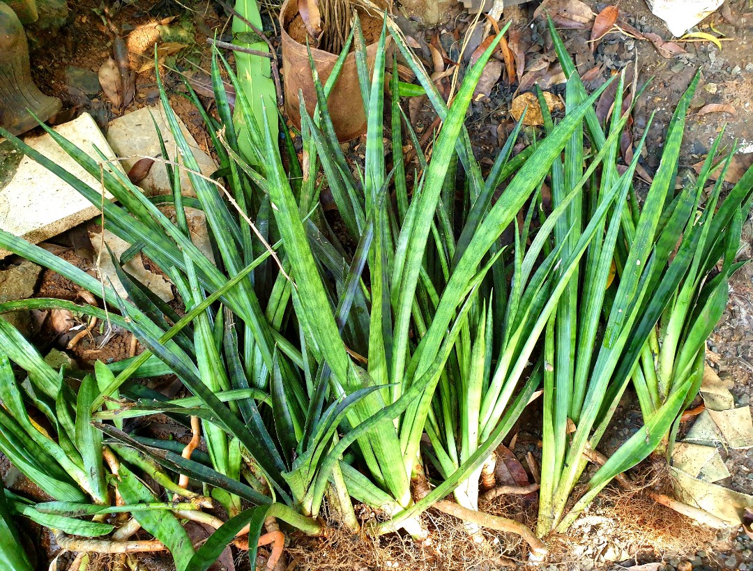 Snake plant (uprooted), Furniture & Home Living, Gardening, Plants