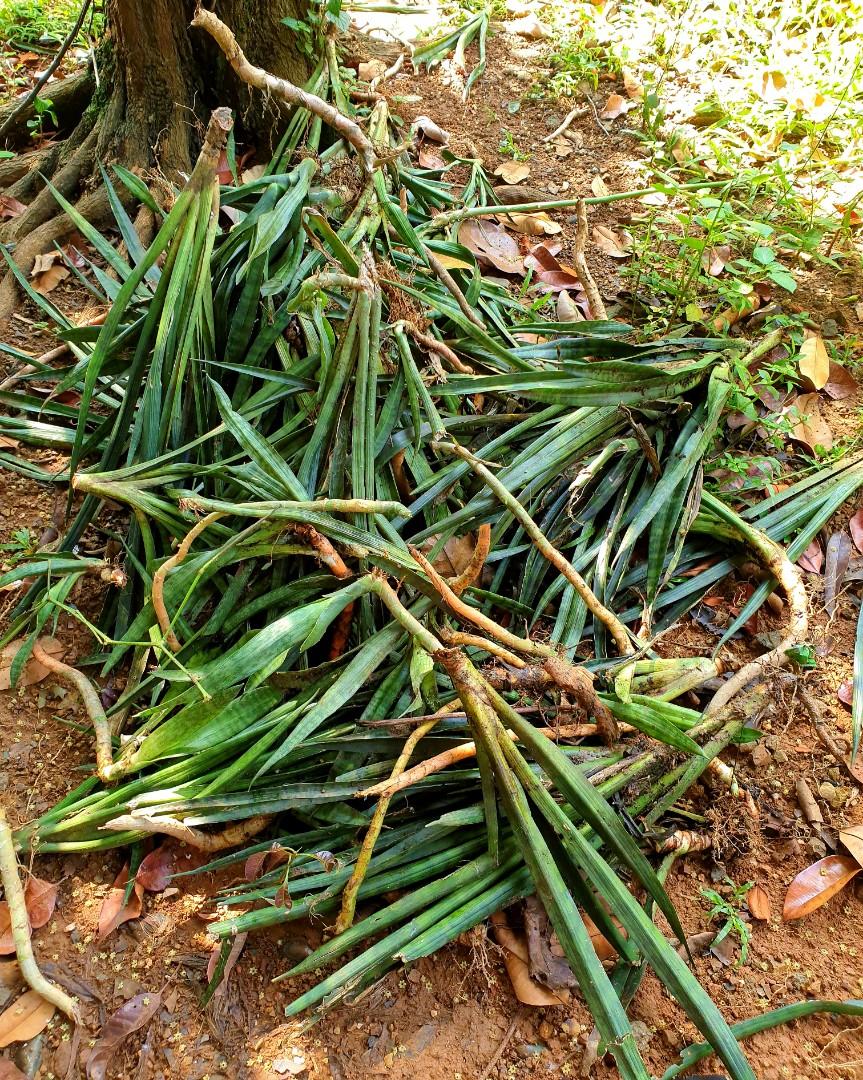 Snake plant (uprooted), Furniture & Home Living, Gardening, Plants