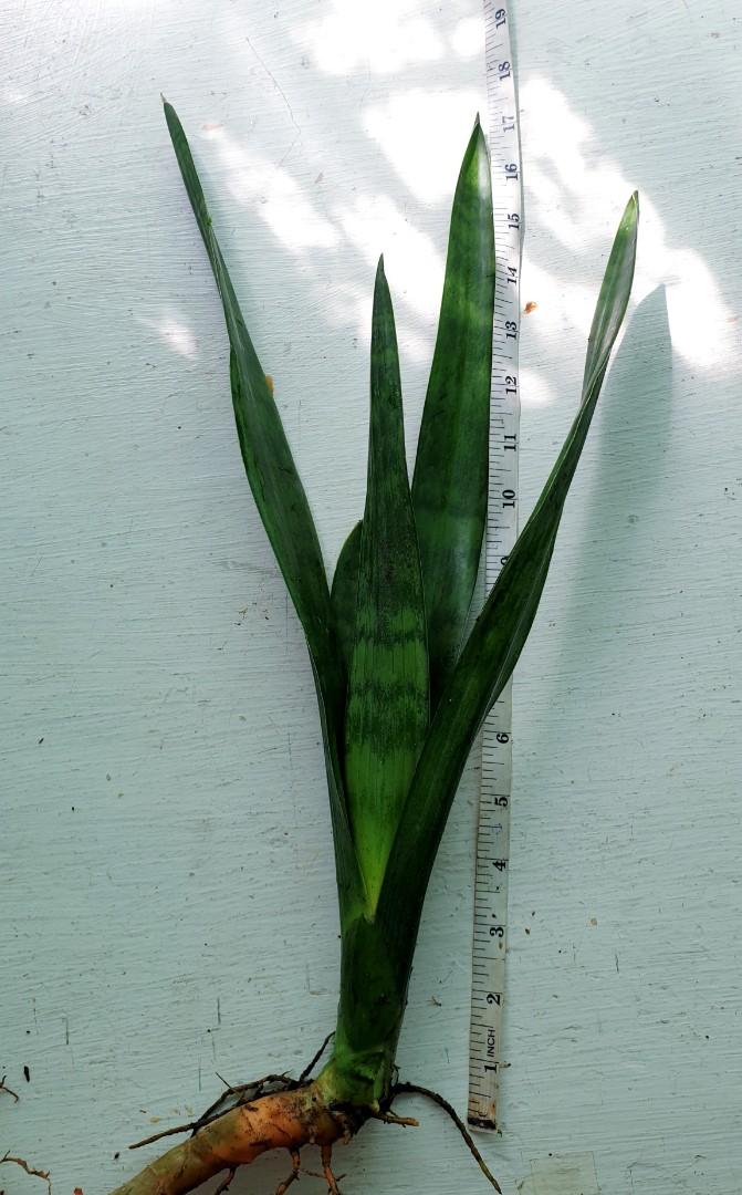 Snake plant (uprooted), Furniture & Home Living, Gardening, Plants