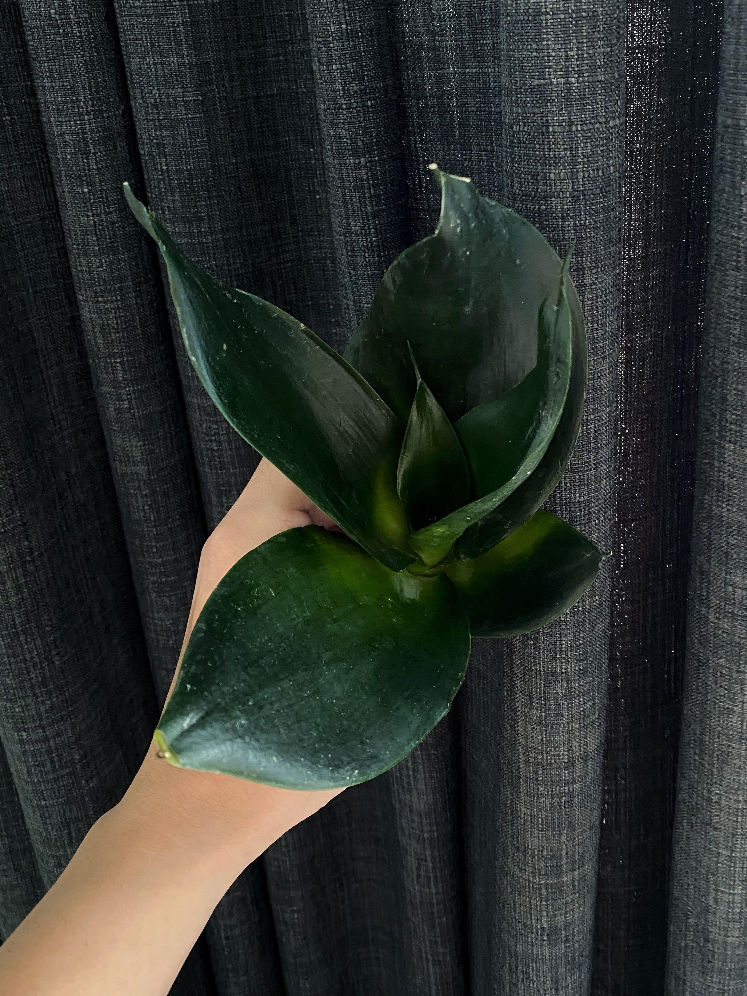 Succulent Sansevieria Trifasciata Black Dragon Home Furniture Gardening On Carousell
