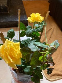(Category: ) located in . Submitted by vijaya30 (Listing ID 1034304905, Image 1). Description: .