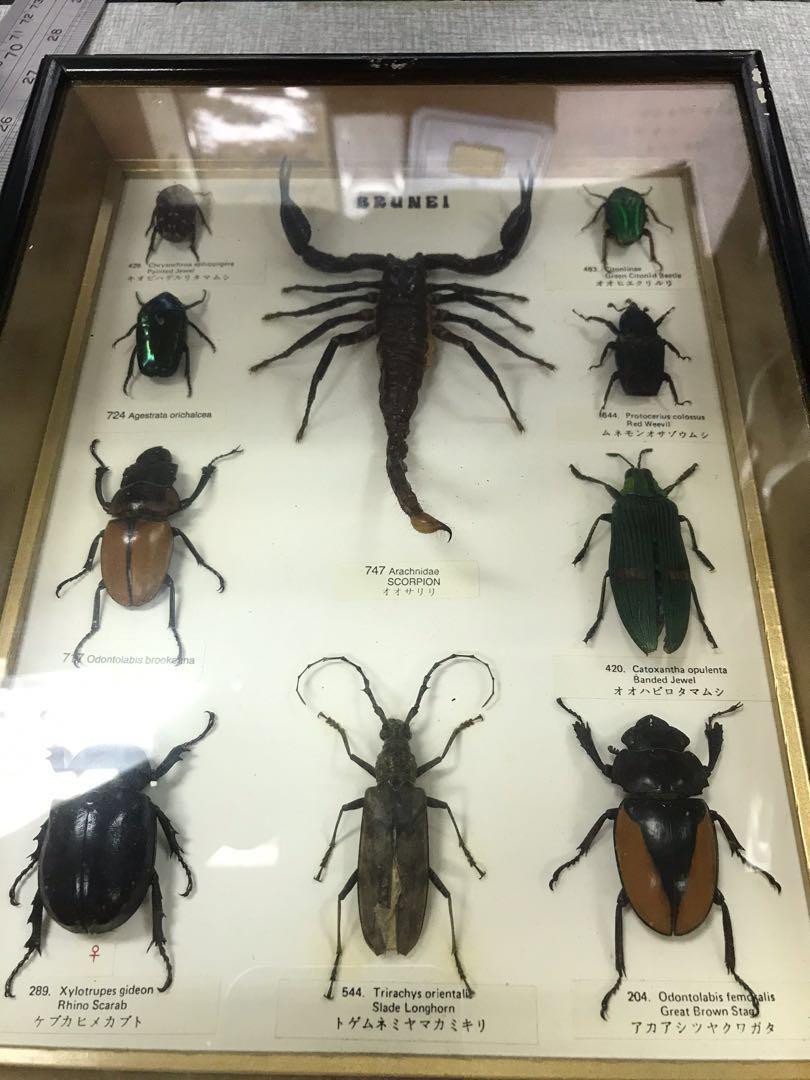 昆蟲標本蠍子甲蟲specimen Scorpion 古董收藏 古董收藏 Carousell