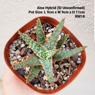 (Category: ) located in . Submitted by succulent.yinn (Listing ID 1034526084, Image 1). Description: .
