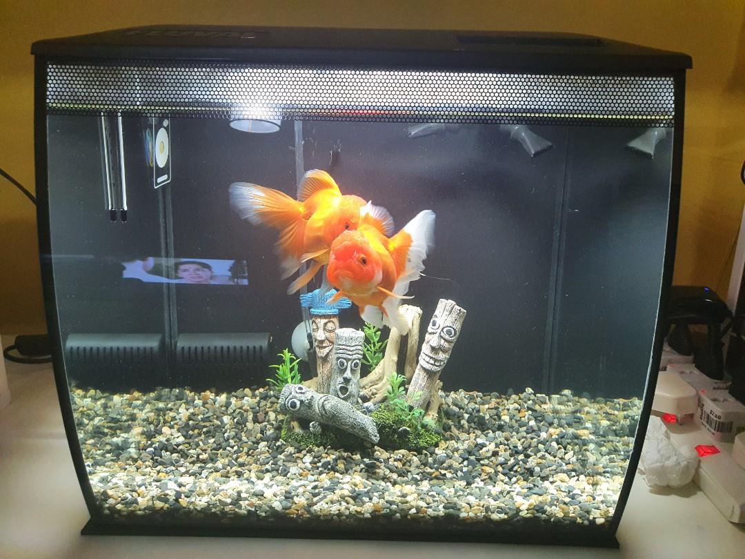 Fluval Flex Freshwater Kit Pet Supplies Homes Other Pet Accessories on Carousell
